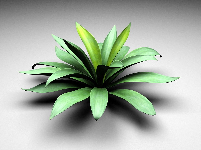 Agave Succulent Plant 3d model download — 3D model download