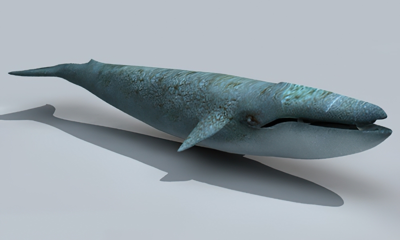 Adult Blue Whale 3d model download — 3D model download