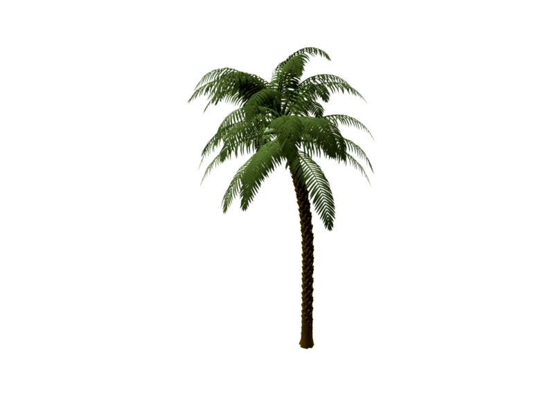 Coconut Palm Tree 3d model download — 3D model download