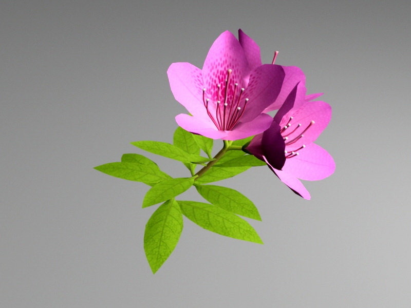 Purple Azalea Flower 3d model download — 3D model download