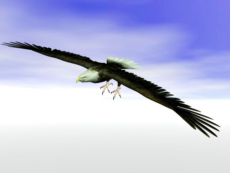 Bald Eagle Rigged 3d model download — 3D model download