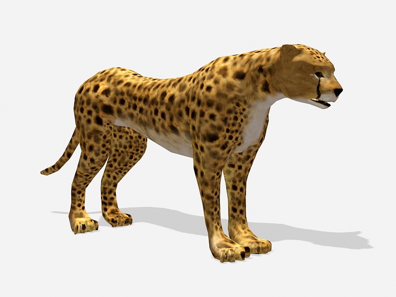 Cheetah Leopard 3d model download — 3D model download