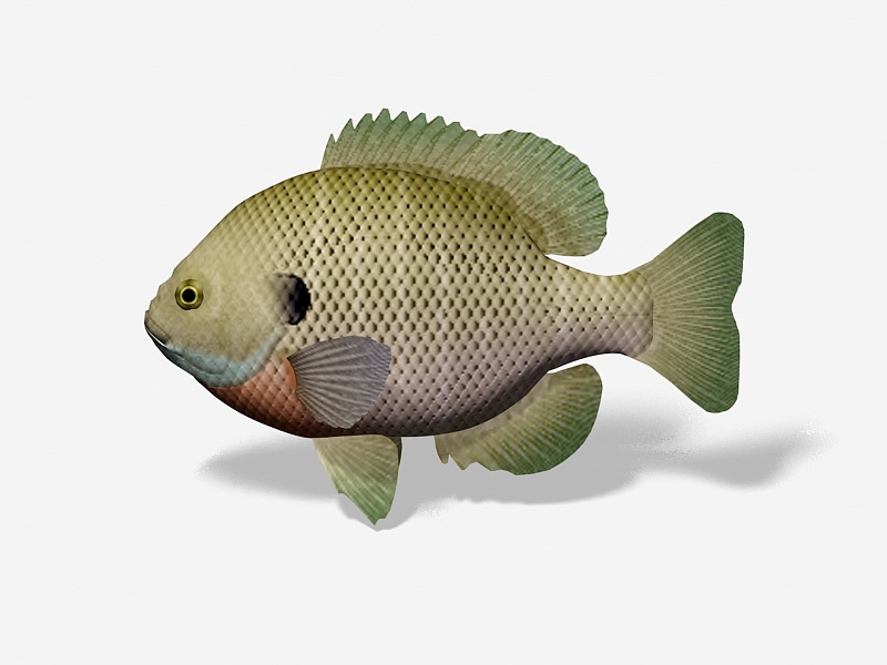 Bluegill Fish 3d model download — 3D model download