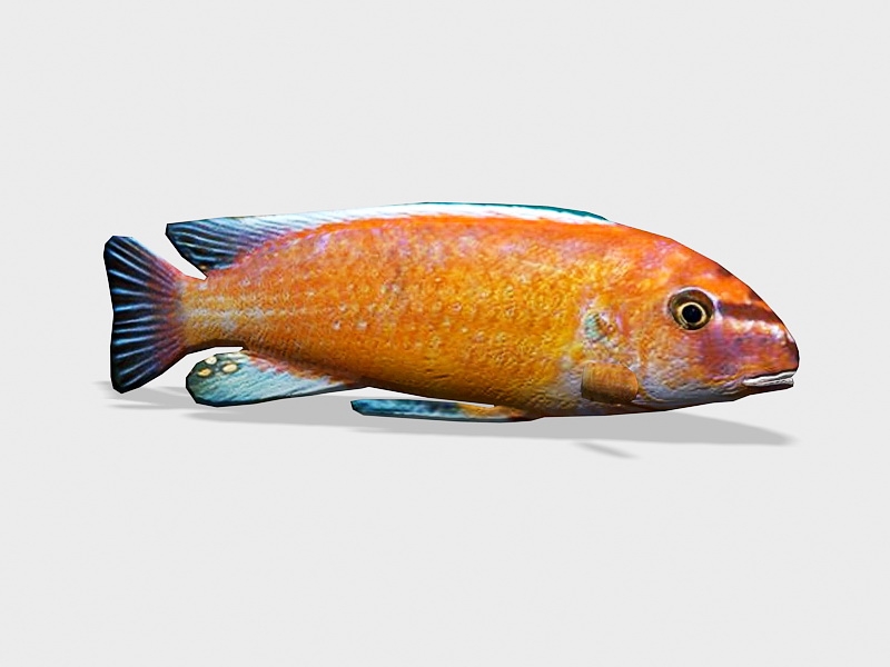 Animated Red African Cichlid 3d model download — 3D model download