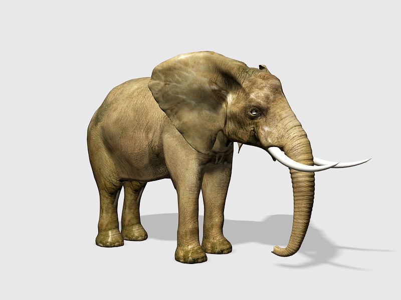Wild Elephant 3d model download — 3D model download