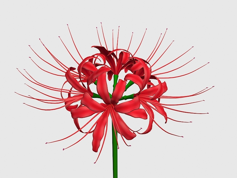 Red Spider Lily Flower 3d model download — 3D model download