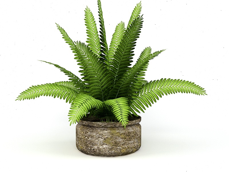 Fern House Plant 3d model download — 3D model download