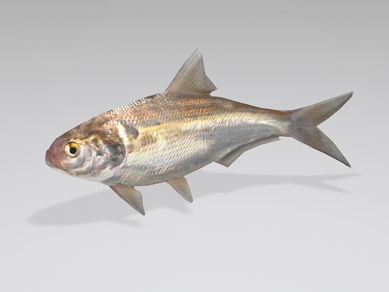 Animated Freshwater Shad Fish Low Poly 3d model download — 3D model download