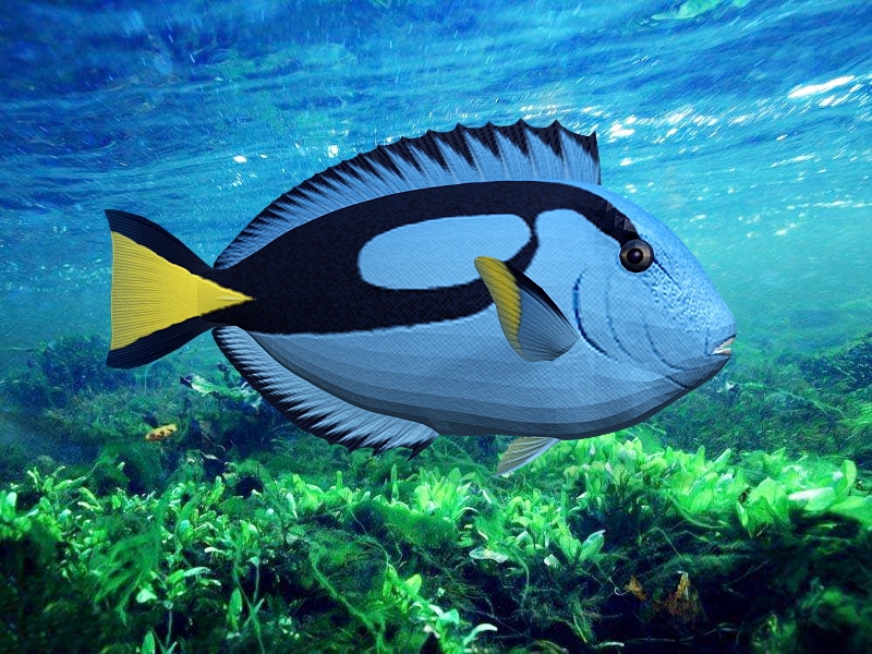 Blue Tang Fish 3d model download — 3D model download