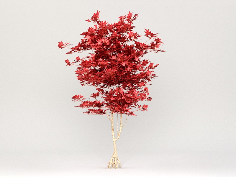 Red Sugar Maple Tree 3d model download — 3D model download