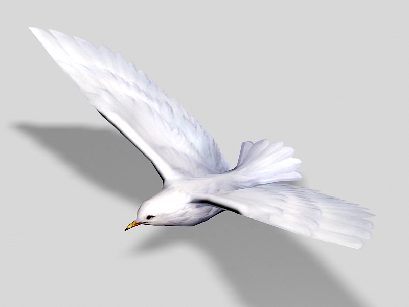 White Sea Bird 3d model download — 3D model download