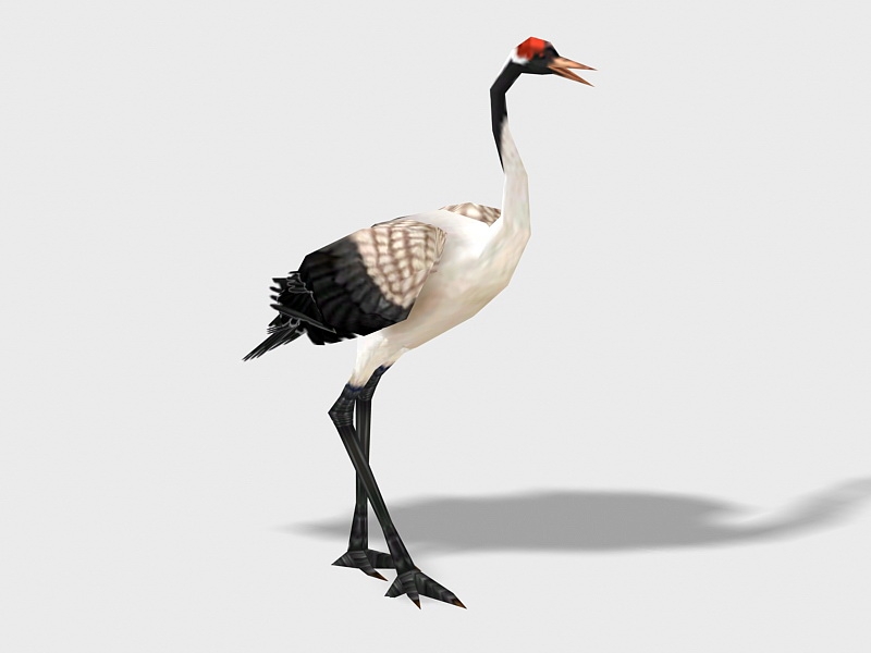 Red-crowned Crane Bird 3d model download — 3D model download
