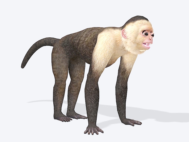 Capuchin Monkey 3d model download — 3D model download