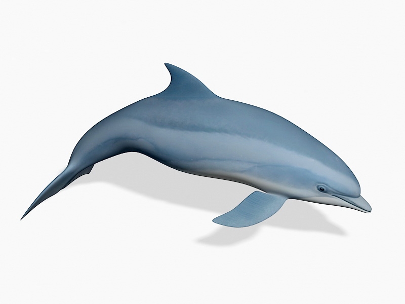 Beautiful Dolphin 3d model download — 3D model download