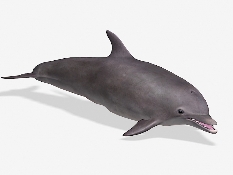Smiling Dolphin 3d model download — 3D model download