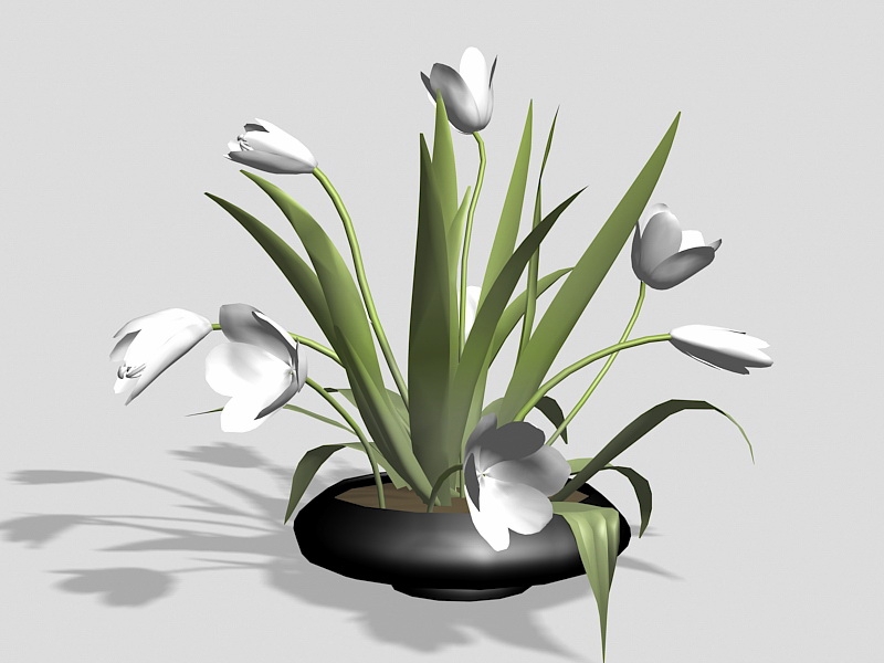 Indoor Potted Lilies 3d model download — 3D model download