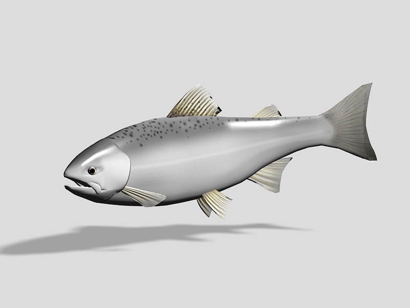 Masu Salmon Fish 3d model download — 3D model download