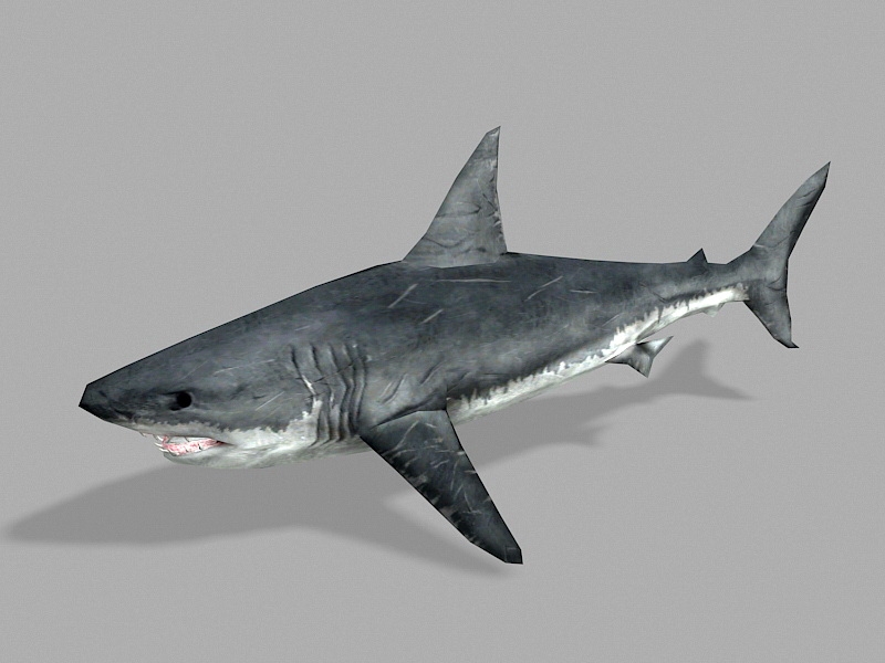 Battle Scarred Shark 3d model download — 3D model download