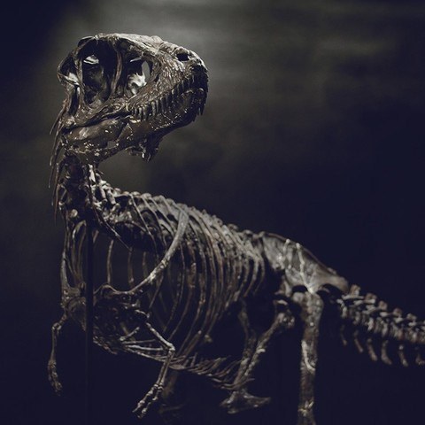 T-Rex Baby Esqueleto — 3D model download
